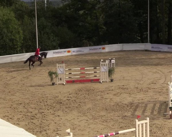 Reitturnier Buchenhof-Ibbenbüren 2018