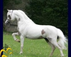 Pferd Hawks Stand Out Loud (American Miniature Horse, 2003, von Champion Farms Nighthawk)