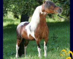 stallion A F Ivy Toro (American Miniature Horse, 1992, from Rosburgs Tiny Toro)