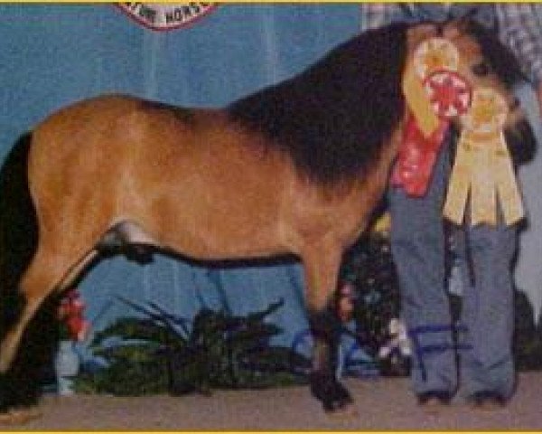 Deckhengst Bond Humdinger (American Miniature Horse, 1975, von Bond Sir Galahad)