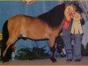 Deckhengst Bond Humdinger (American Miniature Horse, 1975, von Bond Sir Galahad)