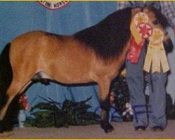 stallion Bond Humdinger (American Miniature Horse, 1975, from Bond Sir Galahad)