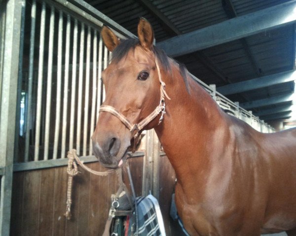 Pferd Oney Flute du Trichon (Belgisches Warmblut, 1991, von Vazal van het Woutland)