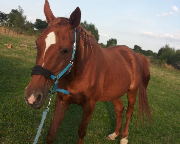 broodmare Lagena 5 (Hanoverian, 1989, from Lombardo)