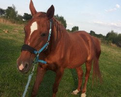 broodmare Lagena 5 (Hanoverian, 1989, from Lombardo)