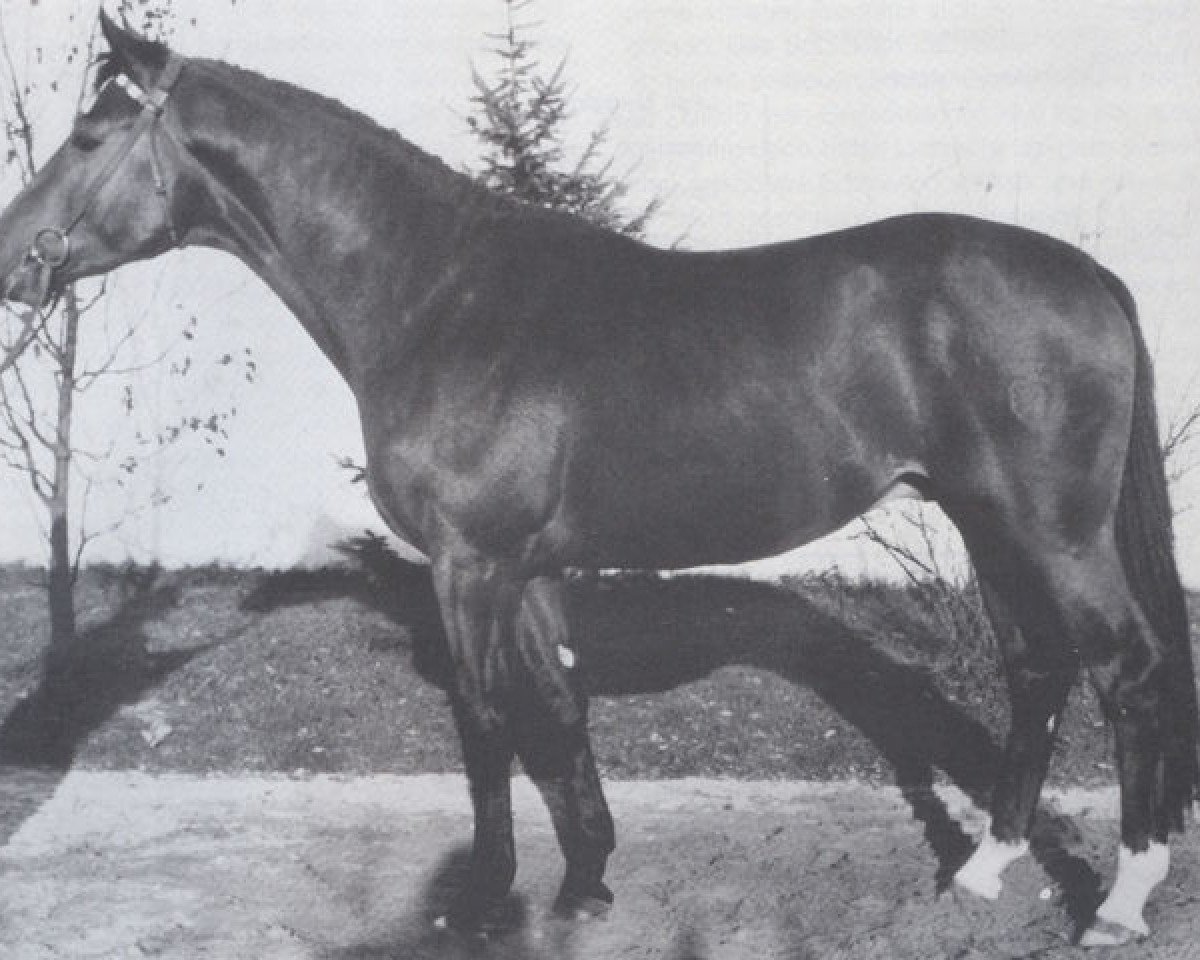 Pferd Lancaster (Holsteiner, 1966, von Ladykiller xx)