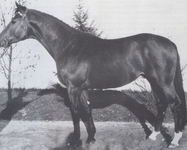 horse Lancaster (Holsteiner, 1966, from Ladykiller xx)