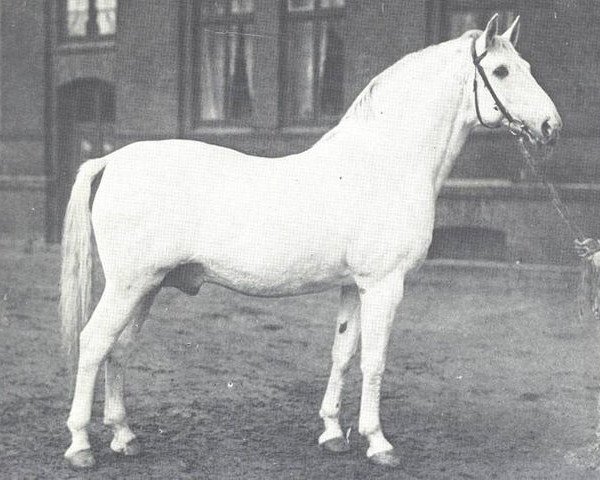 stallion Amateur I (Hanoverian, 1922, from Amulett II 327)