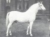 stallion Amateur I (Hanoverian, 1922, from Amulett II 327)