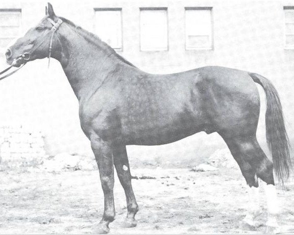 stallion Almschuetze (Westphalian, 1944, from Almjaeger I)