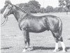 stallion Almfreund (Westphalian, 1953, from Almschuetze)