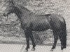 stallion Fruehlicht (Hanoverian, 1955, from Frühsport)