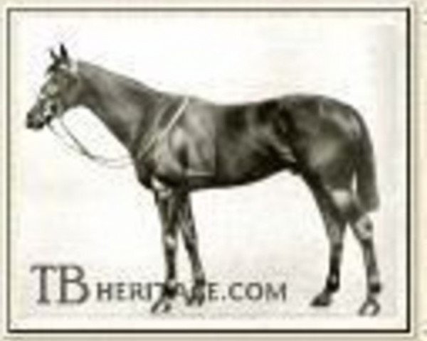 stallion Bachelor's Double xx (Thoroughbred, 1906, from Tredennis xx)