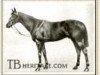 Pferd Bachelor's Double xx (Englisches Vollblut, 1906, von Tredennis xx)
