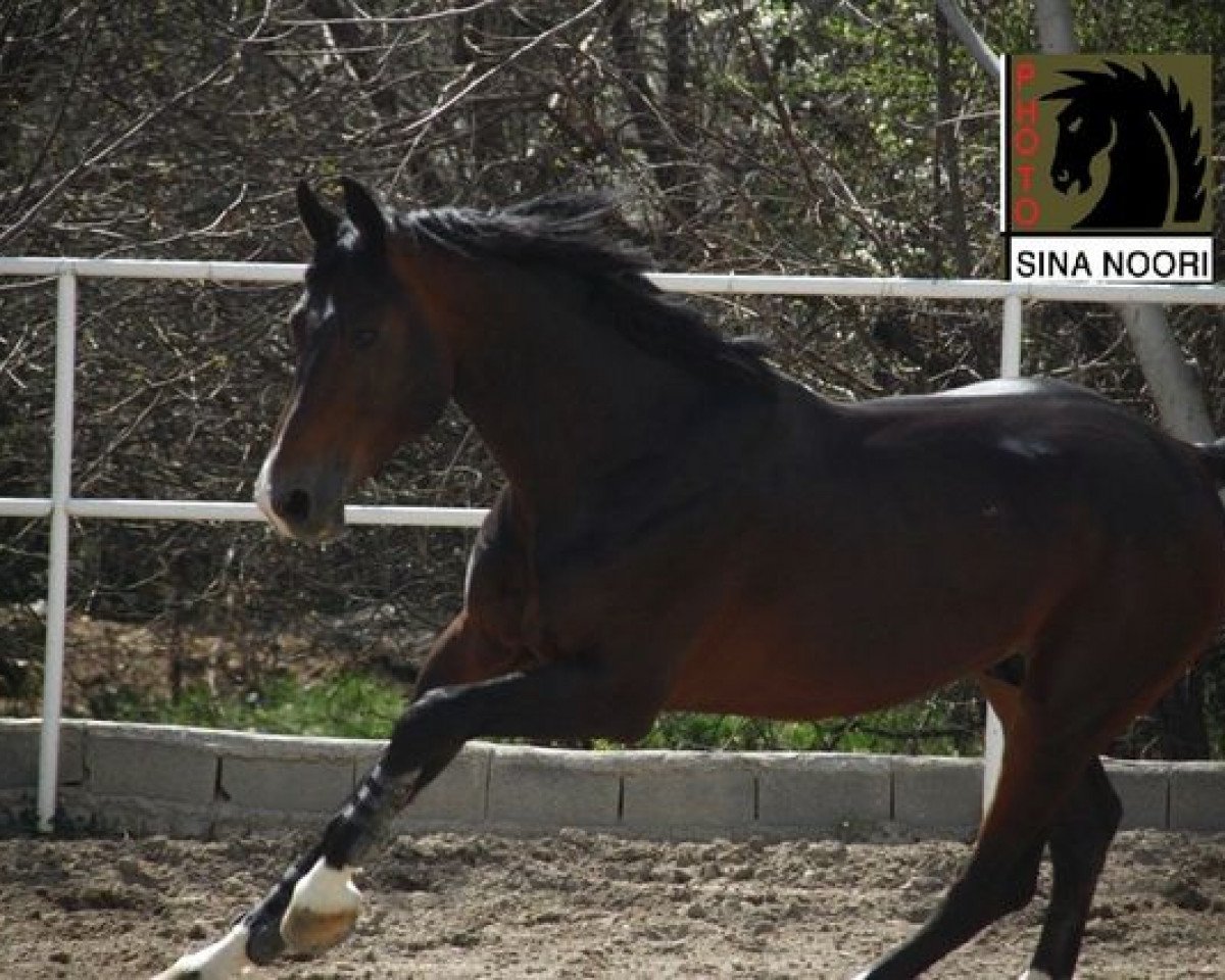 stallion Action-Pezi (Hanoverian, 2005, from Ars Vivendi)