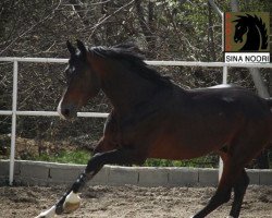 stallion Action-Pezi (Hanoverian, 2005, from Ars Vivendi)