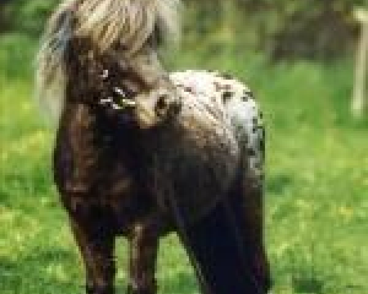 stallion Rio's Randy (Dt.Part-bred Shetland pony, 1990, from Rio Palouse)
