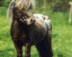 stallion Rio's Randy (Dt.Part-bred Shetland pony, 1990, from Rio Palouse)