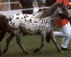 broodmare Pünktchen (Shetland pony (under 87 cm), 1997, from Rio Palouse)