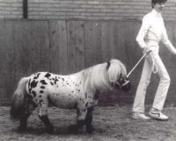 stallion Romeo (Nederlands Appaloosa Pony, 1974, from Rasmus)