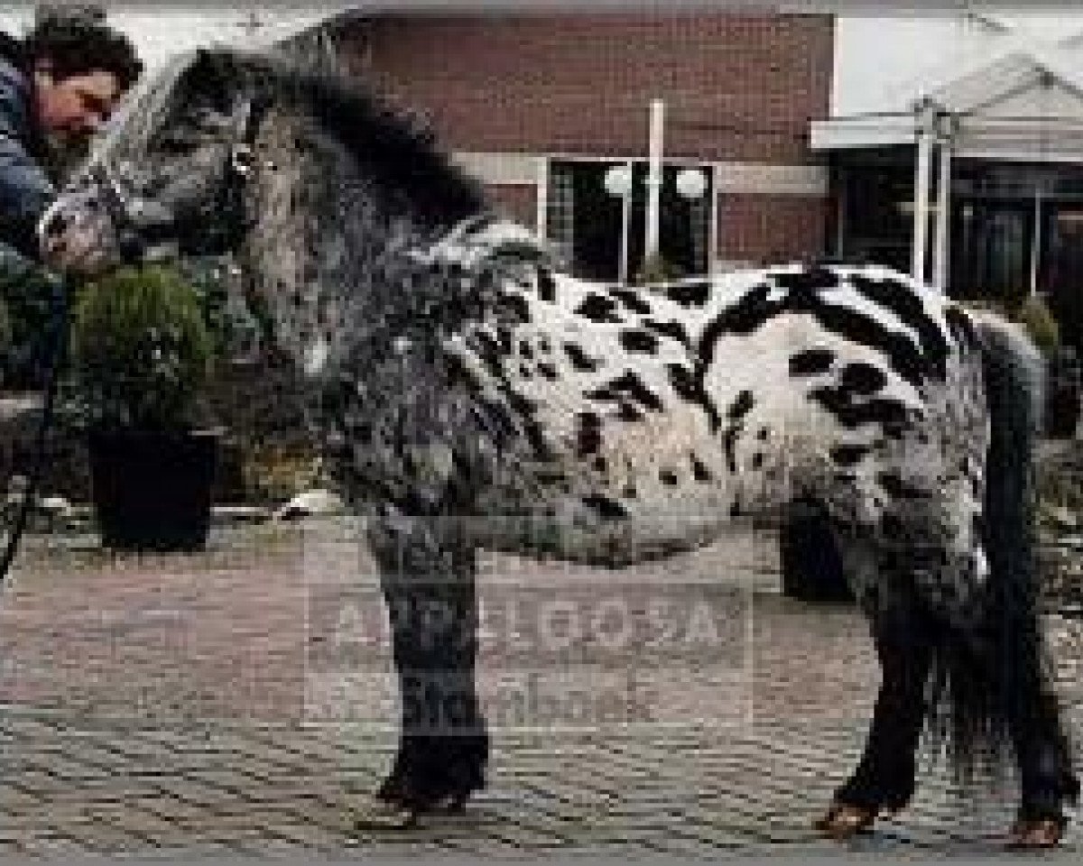 Deckhengst Rayo (Dt.Part-bred Shetland Pony, 1983, von Rinaldo)