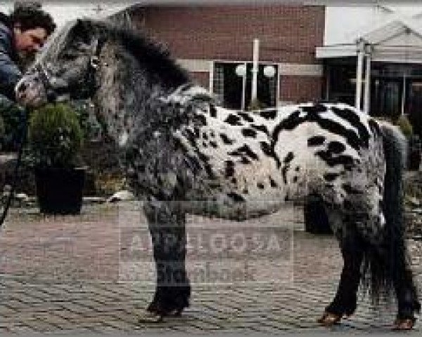 Deckhengst Rayo (Dt.Part-bred Shetland Pony, 1983, von Rinaldo)
