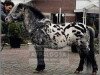 stallion Rayo (Dt.Part-bred Shetland pony, 1983, from Rinaldo)