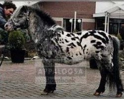 stallion Rayo (Dt.Part-bred Shetland pony, 1983, from Rinaldo)