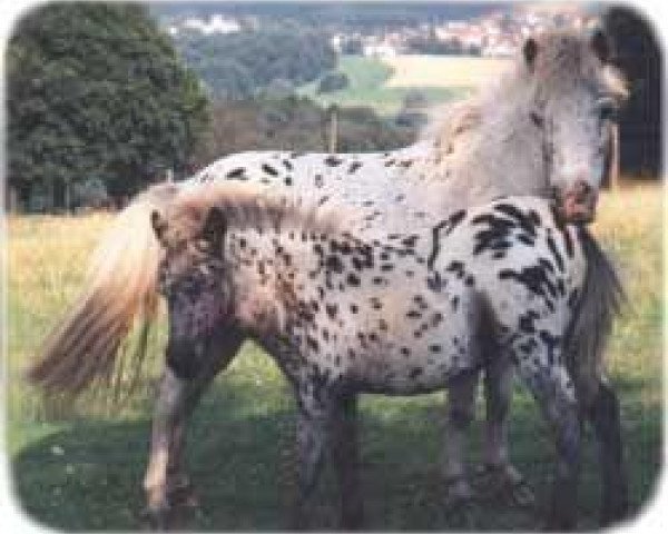 broodmare ML's Rahjana (Dt.Part-bred Shetland pony, 1987, from Rayo)