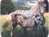 Zuchtstute ML's Rahjana (Dt.Part-bred Shetland Pony, 1987, von Rayo)