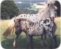 Zuchtstute ML's Rahjana (Dt.Part-bred Shetland Pony, 1987, von Rayo)