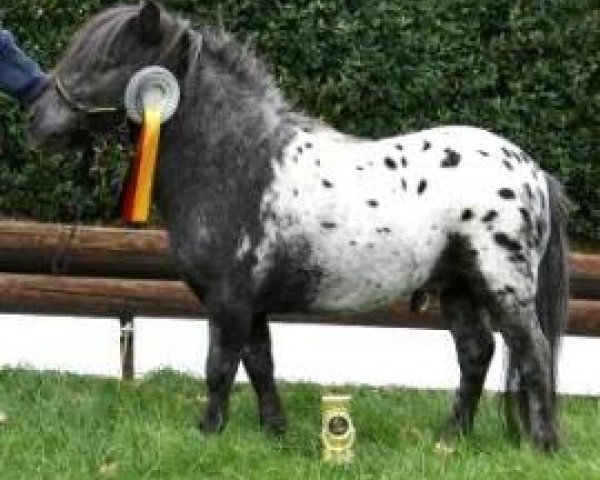 stallion ML's Ricky (Dt.Part-bred Shetland pony, 2001, from Rio Palouse)