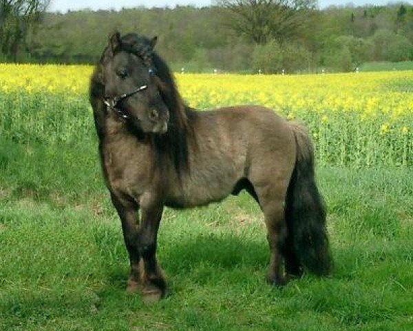stallion Bjorn v.d. Heikamp (Shetland pony (under 87 cm), 1987, from Ollie v.d. Eickenwal)