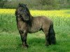 Deckhengst Bjorn v.d. Heikamp (Shetland Pony (unter 87 cm), 1987, von Ollie v.d. Eickenwal)