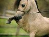 Deckhengst Little Kings Buck Echo (American Miniature Horse, 1990, von Boones Little Buckeroo)