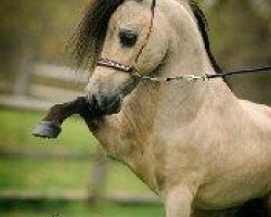 stallion Little Kings Buck Echo (American Miniature Horse, 1990, from Boones Little Buckeroo)