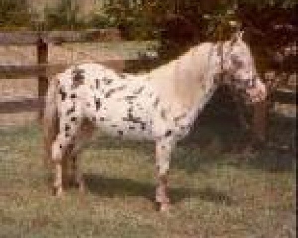 Deckhengst Stouts Freckled Feather (American Miniature Horse, 1979)