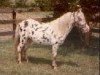 Deckhengst Stouts Freckled Feather (American Miniature Horse, 1979)