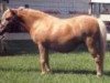 Zuchtstute Lucky Four Gold Surprise (American Miniature Horse, 1989, von Stouts Freckled Feather)