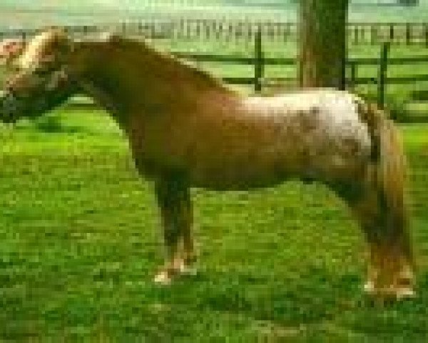 stallion Hidden Meadows Missing Link (American Miniature Horse, 1988, from Shadow Oaks Paul Bunyan)