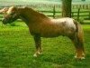 Deckhengst Hidden Meadows Missing Link (American Miniature Horse, 1988, von Shadow Oaks Paul Bunyan)