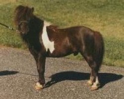 stallion Bond Commodore (American Miniature Horse, 1979, from Bond Jocko)