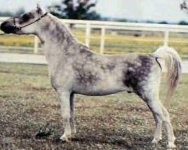 Deckhengst Bond Peppy Power (American Miniature Horse, 1982, von Bond Showboy)