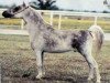 stallion Bond Peppy Power (American Miniature Horse, 1982, from Bond Showboy)