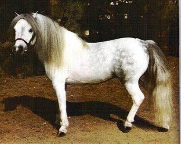 stallion Shadow Oaks Paul Bunyan (American Miniature Horse, 1969, from Golden Pennys Prince Charming)