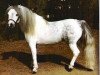 Deckhengst Shadow Oaks Paul Bunyan (American Miniature Horse, 1969, von Golden Pennys Prince Charming)