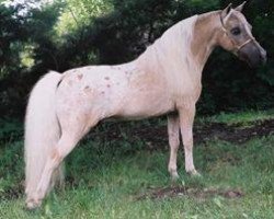 Deckhengst Lucky Four Links Goldstrike (American Miniature Horse, 1992, von Hidden Meadows Missing Link)