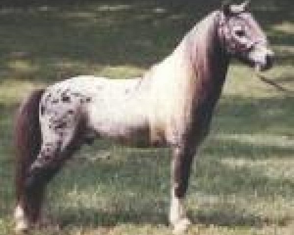 stallion Orion Light van't Huttenest (American Miniature Horse, 1974, from Negus Du Mury-Marais)