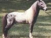 stallion Orion Light van't Huttenest (American Miniature Horse, 1974, from Negus Du Mury-Marais)