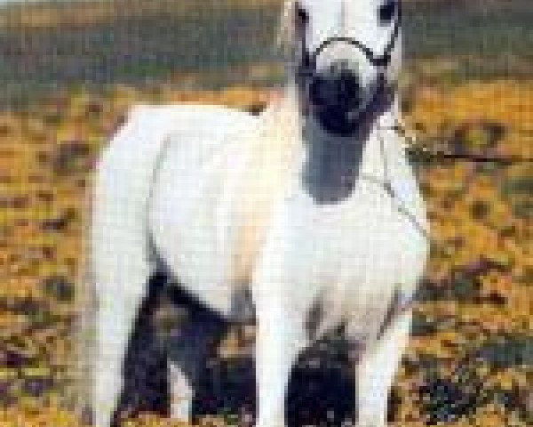 Deckhengst Hemlock Brooks Egyptian King (American Miniature Horse, 1980, von Dell Teras General Lee II)